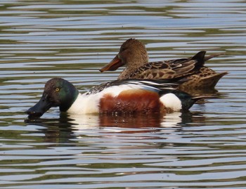 Northern Shoveler Kasai Rinkai Park Sat, 4/20/2024