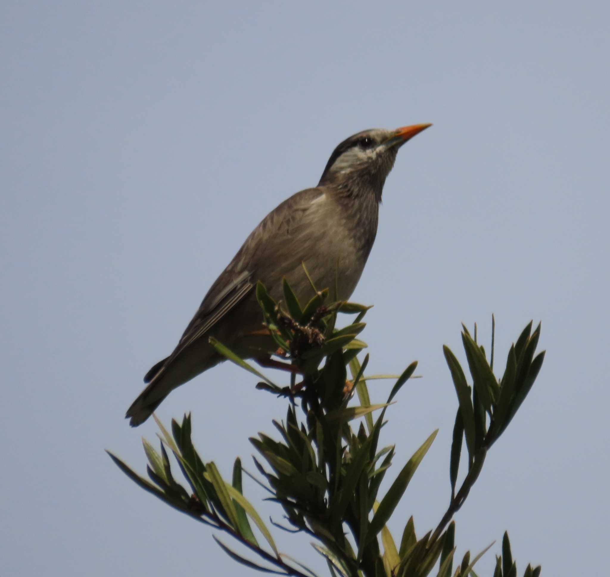 Photo of White-cheeked Starling at Kasai Rinkai Park by チョコレート