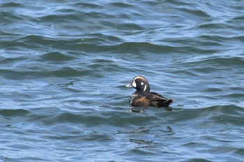 Harlequin Duck 蕪島(青森県) Sun, 4/21/2024