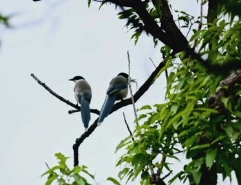 Azure-winged Magpie 近所 Sat, 4/20/2024