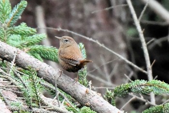 Eurasian Wren 近所の公園 Mon, 4/22/2024