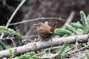 Eurasian Wren 近所の公園 Mon, 4/22/2024