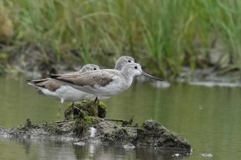 Common Greenshank Ishigaki Island Tue, 3/19/2024