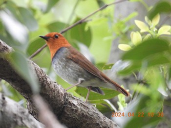 Japanese Robin 祖父江ワイルドネイチャー緑地 Mon, 4/22/2024