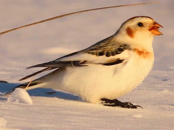 Snow Bunting 鵡川河口 Sun, 1/28/2024