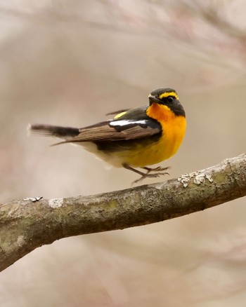 Narcissus Flycatcher Karuizawa wild bird forest Sun, 4/21/2024