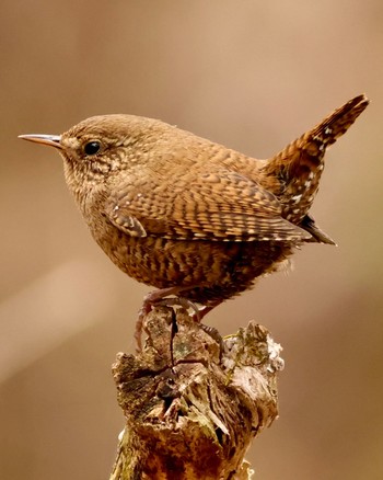 Eurasian Wren Unknown Spots Sun, 4/21/2024