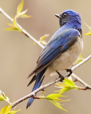 Blue-and-white Flycatcher Karuizawa wild bird forest Sun, 4/21/2024