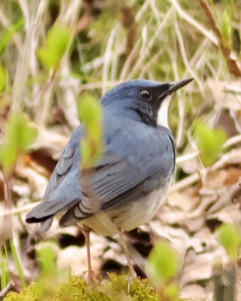 Siberian Blue Robin Karuizawa wild bird forest Sun, 4/21/2024