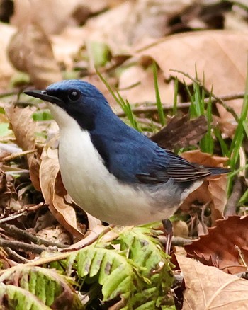 Siberian Blue Robin Karuizawa wild bird forest Sun, 4/21/2024