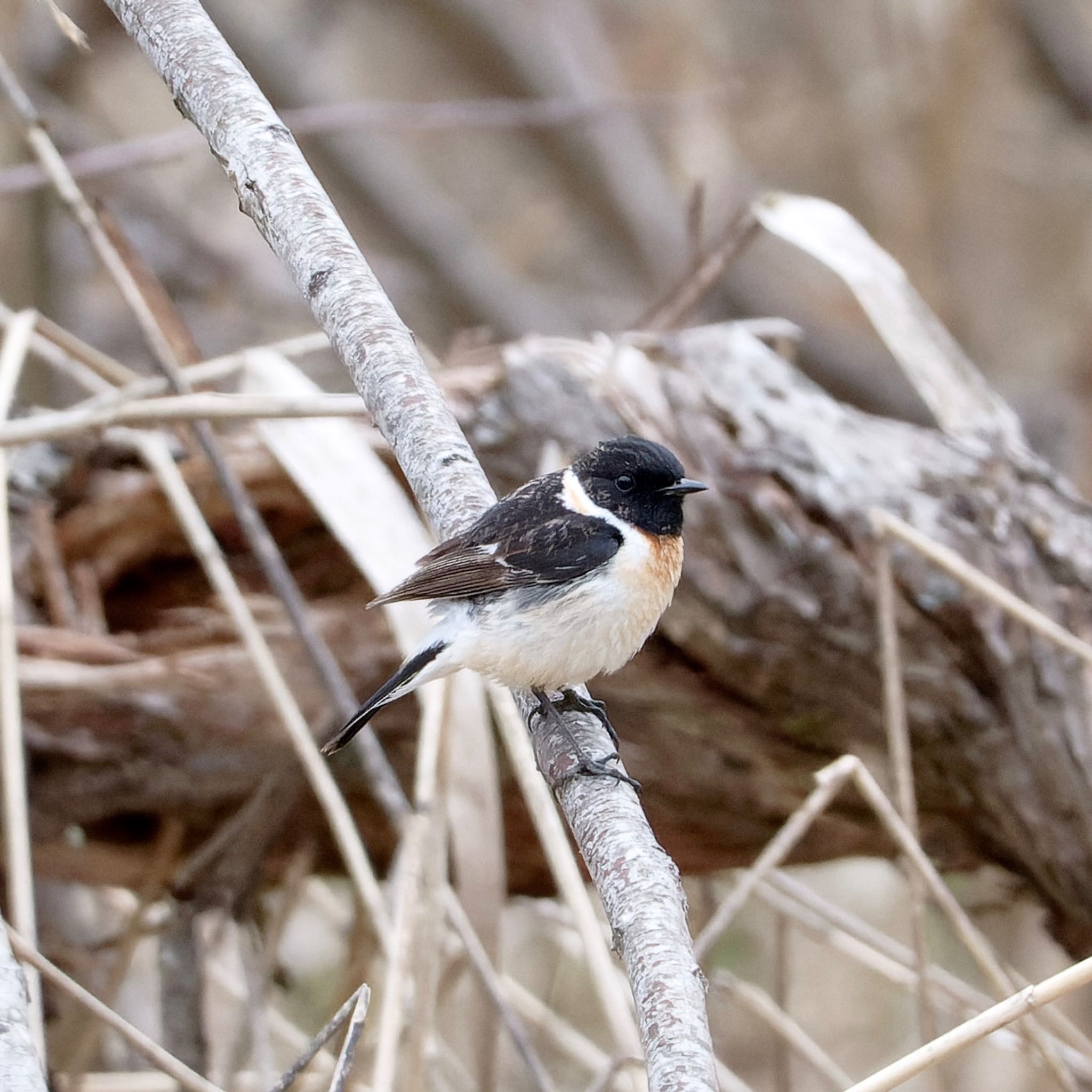 Photo of Amur Stonechat at Nishioka Park by haha.9535