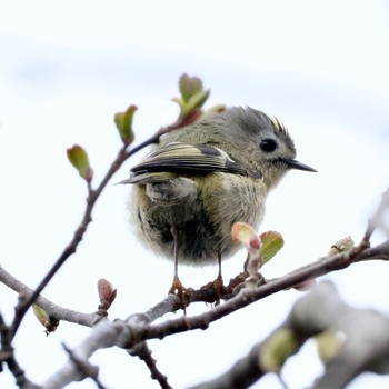 Goldcrest Nishioka Park Mon, 4/22/2024