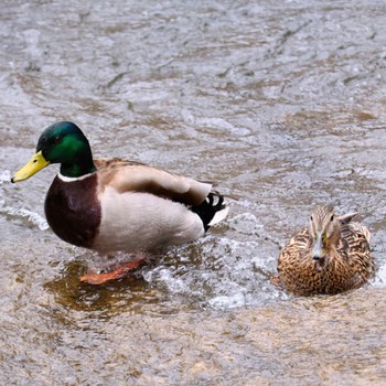 Mallard Nishioka Park Mon, 4/22/2024