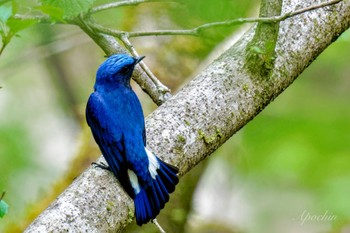 Blue-and-white Flycatcher Hayatogawa Forest Road Sat, 4/20/2024