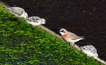 Siberian Sand Plover 御前崎海岸 Sat, 4/13/2024