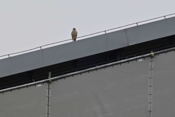 Common Kestrel 平城宮跡 Sun, 4/21/2024