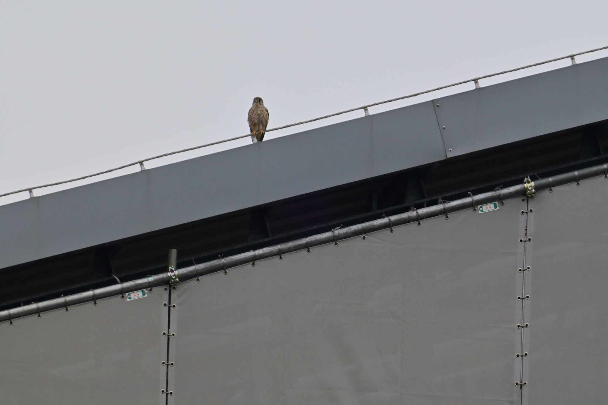 Common Kestrel