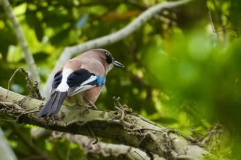 Eurasian Jay 見沼自然公園 Sun, 4/21/2024