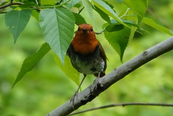 Japanese Robin 祖父江ワイルドネイチャー緑地 Mon, 4/22/2024