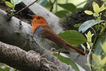 Japanese Robin 祖父江ワイルドネイチャー緑地 Mon, 4/22/2024