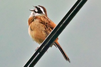 Meadow Bunting 愛媛県 Sun, 4/21/2024