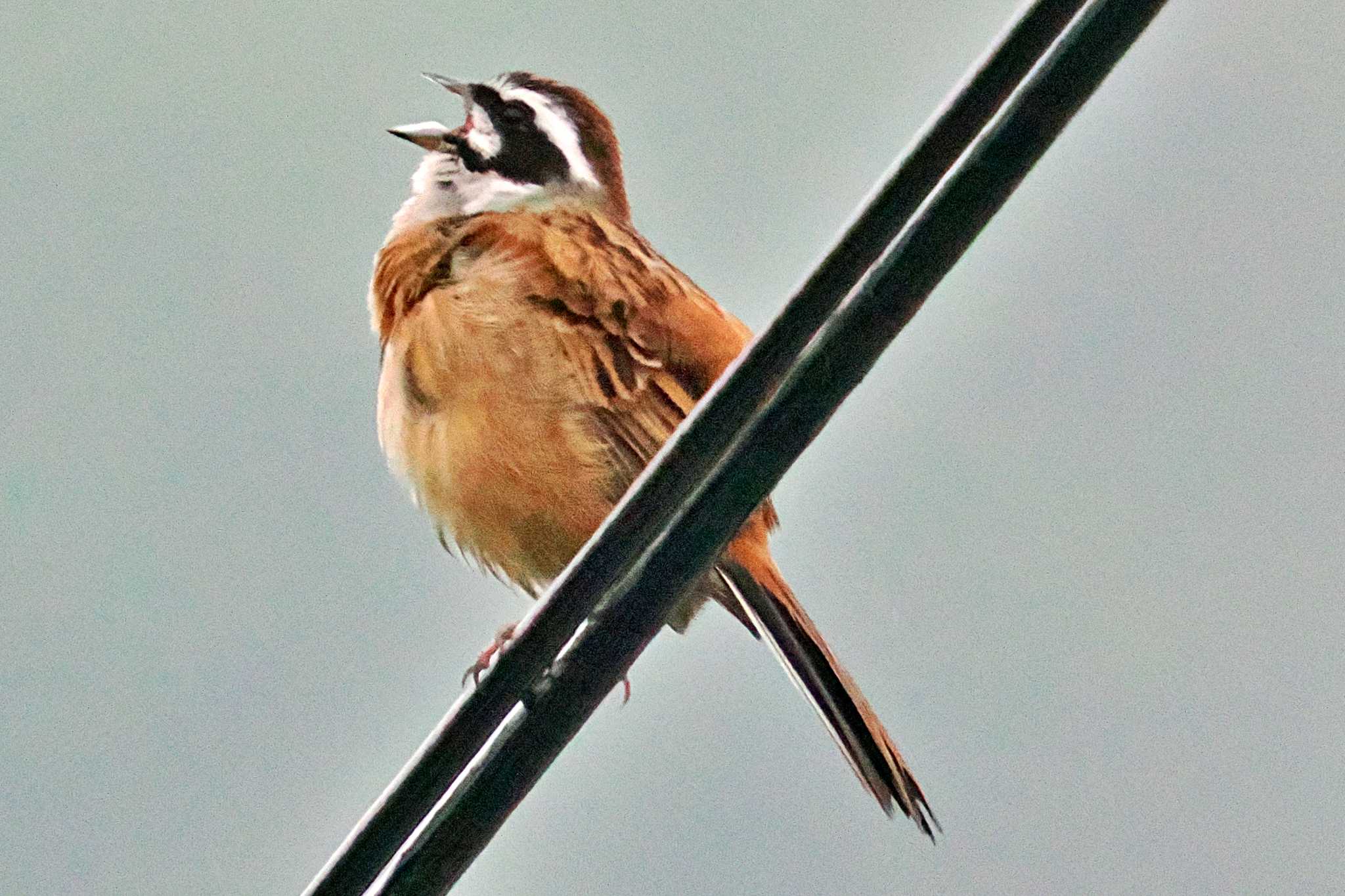 Photo of Meadow Bunting at 愛媛県 by 藤原奏冥