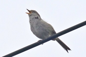 Japanese Bush Warbler 愛媛県 Mon, 4/22/2024