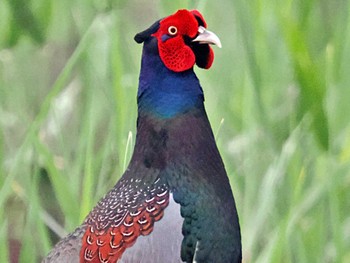 Green Pheasant 愛媛県 Mon, 4/22/2024