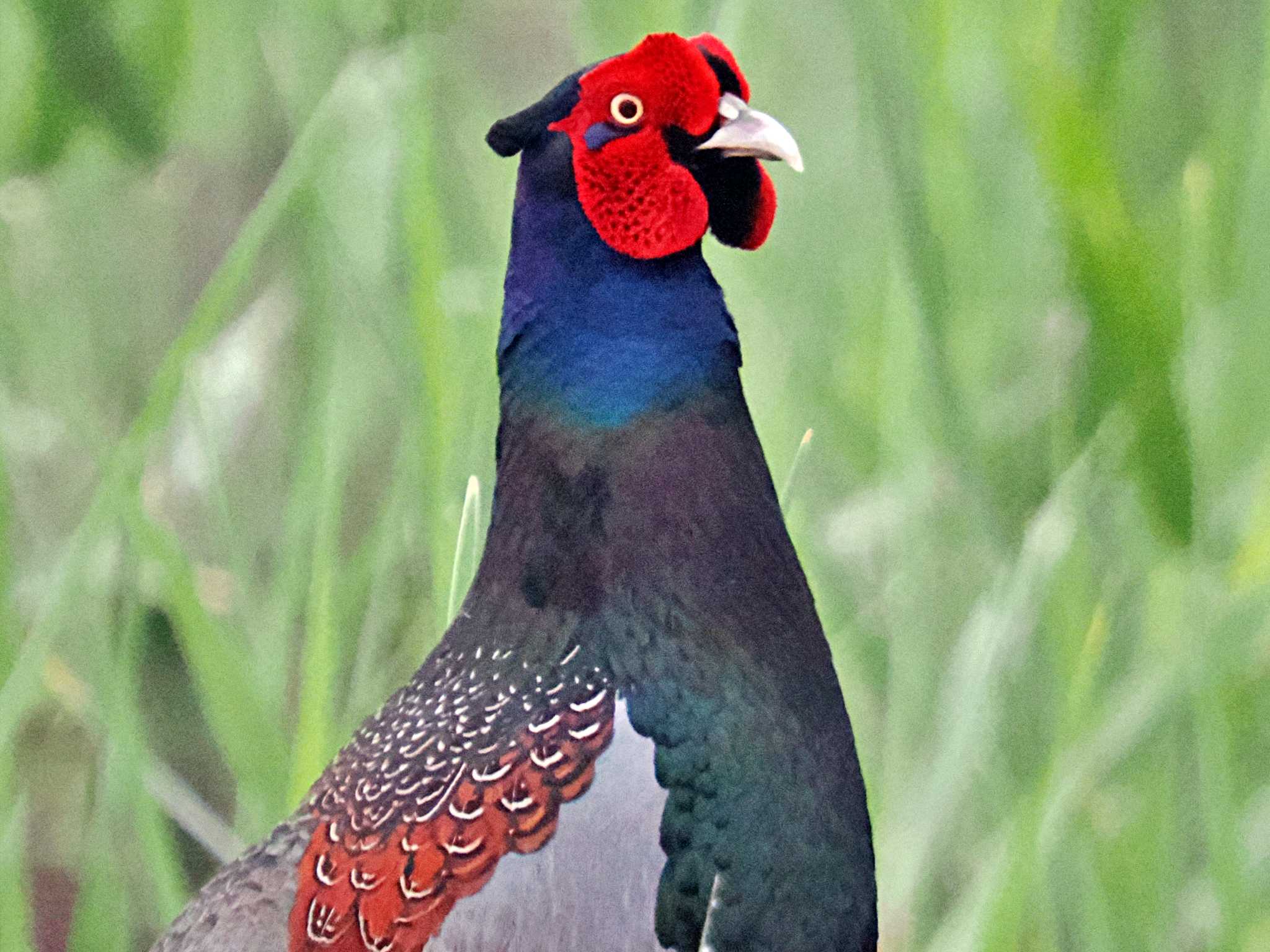 Photo of Green Pheasant at 愛媛県 by 藤原奏冥