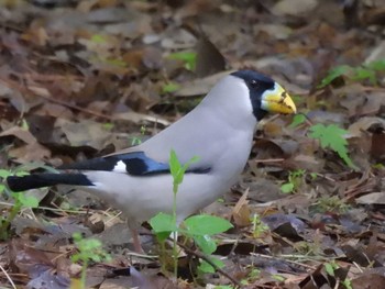 Japanese Grosbeak Kyoto Gyoen Mon, 4/22/2024