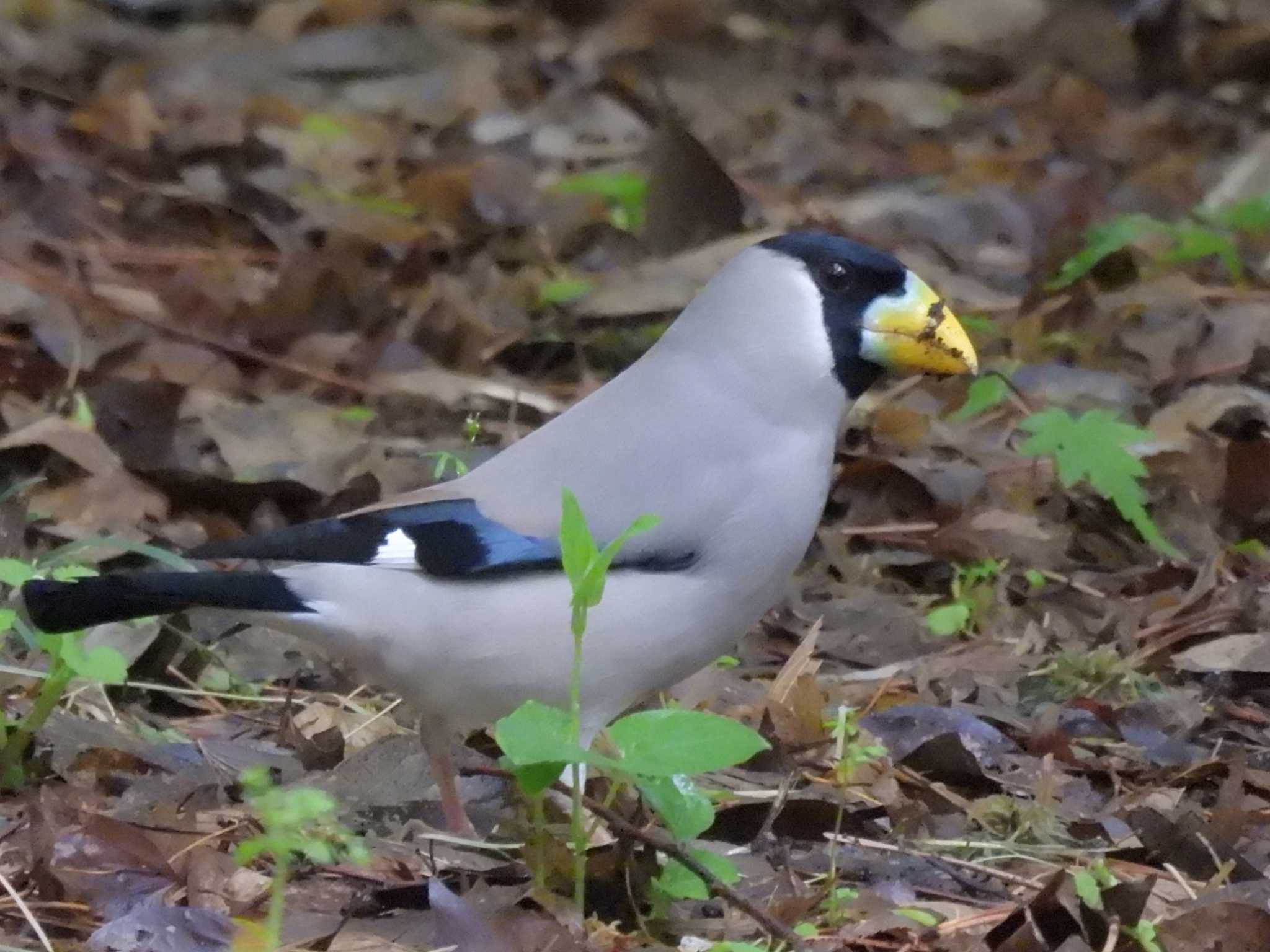 Photo of Japanese Grosbeak at Kyoto Gyoen by ゆりかもめ