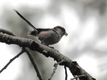 Long-tailed Tit Kyoto Gyoen Mon, 4/22/2024