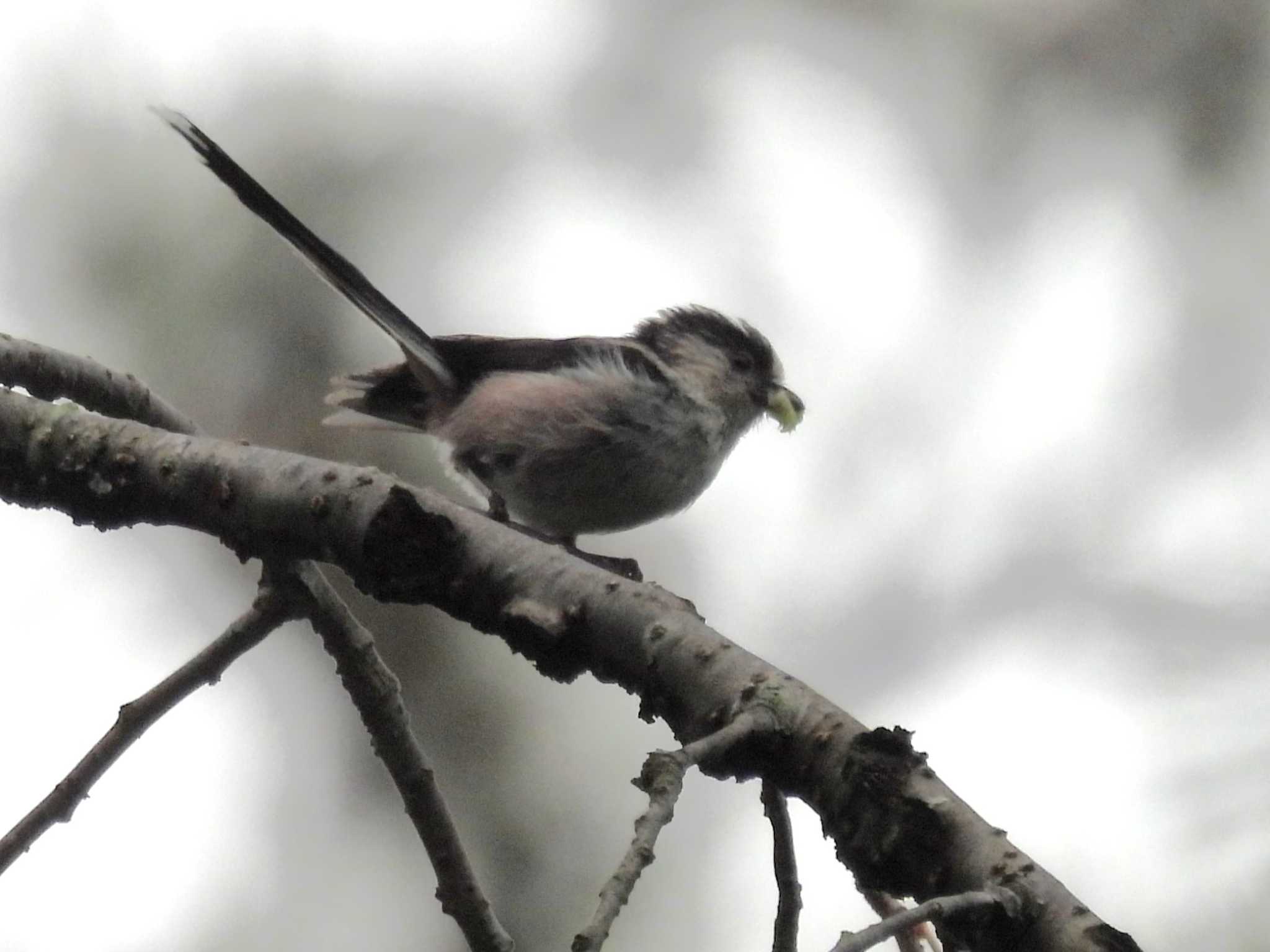 Photo of Long-tailed Tit at Kyoto Gyoen by ゆりかもめ