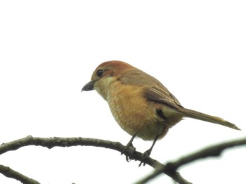 Bull-headed Shrike Kyoto Gyoen Mon, 4/22/2024