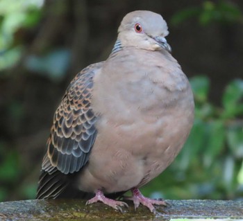 Oriental Turtle Dove 権現山(弘法山公園) Sat, 4/20/2024