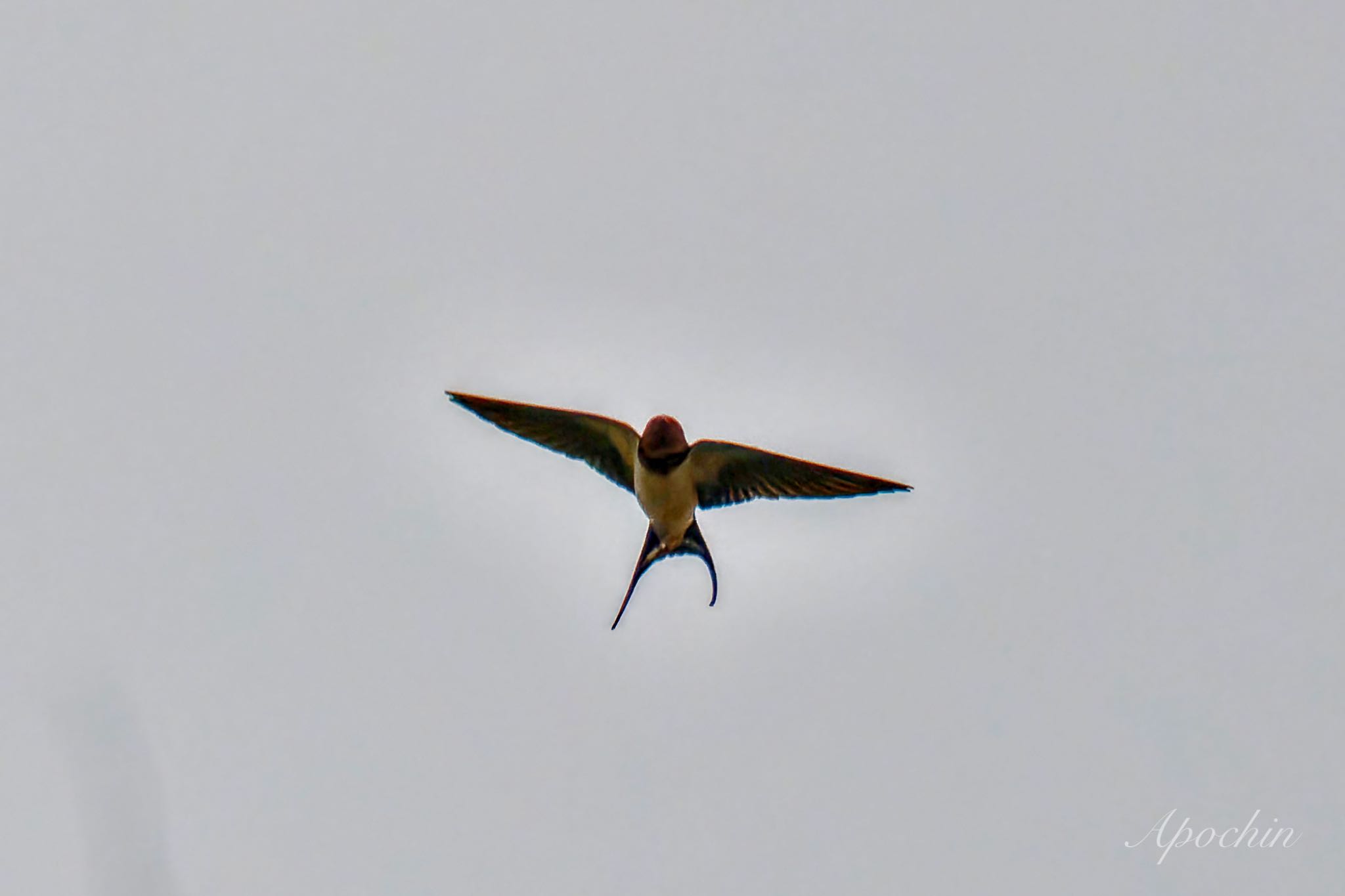 Photo of Barn Swallow at 近所 by アポちん