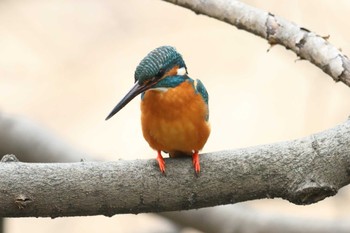 Common Kingfisher 夙川河川敷緑地(夙川公園) Sun, 3/17/2024