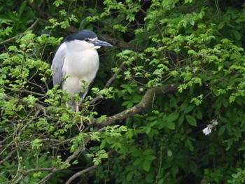 Black-crowned Night Heron 熊本新港 Mon, 4/22/2024