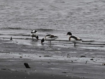 Common Shelduck 熊本新港 Mon, 4/22/2024