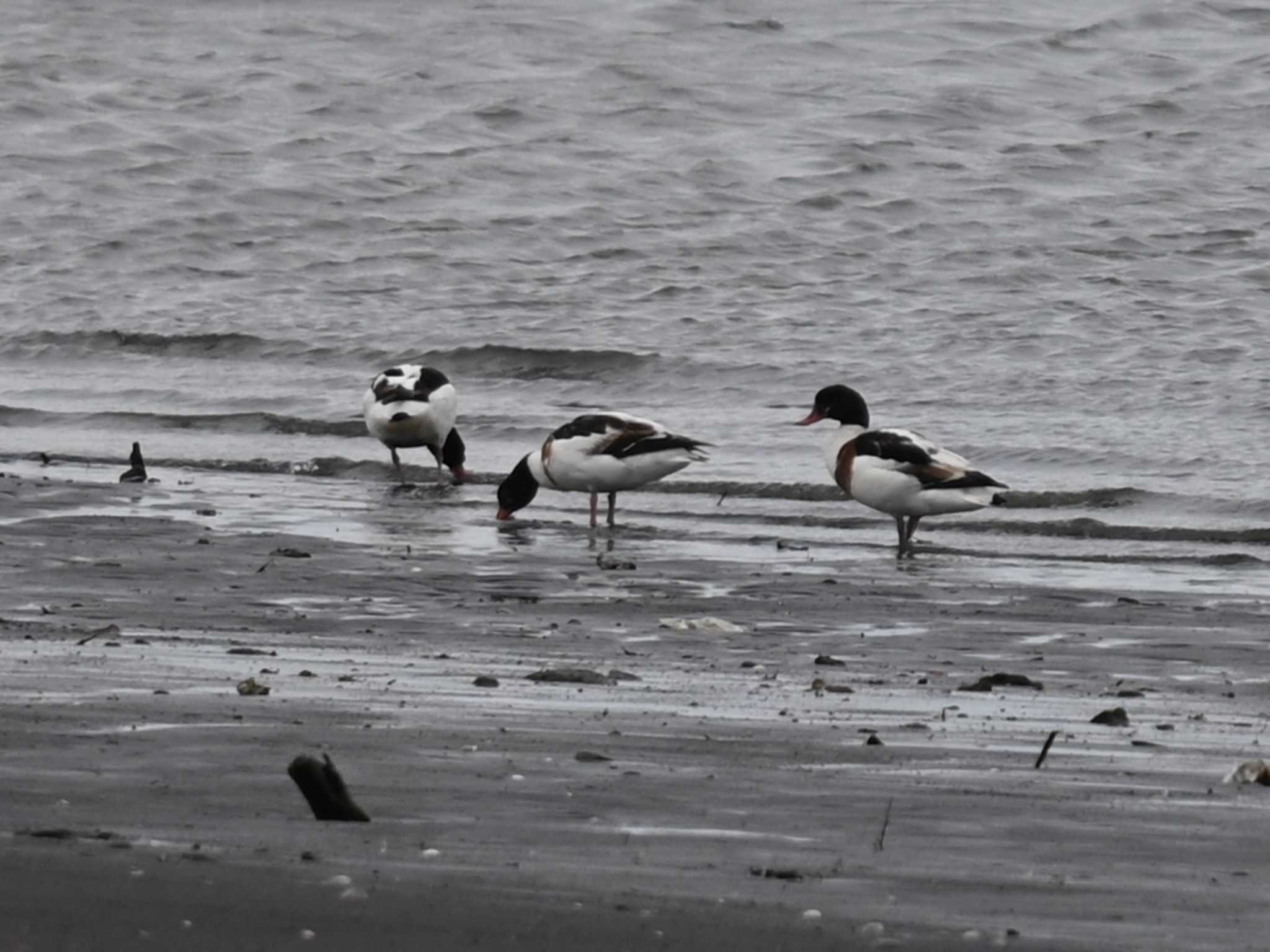 Photo of Common Shelduck at 熊本新港 by jo6ehm