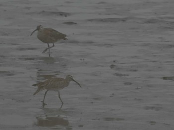 Eurasian Whimbrel 熊本新港 Mon, 4/22/2024