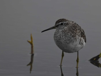 Red-necked Stint 熊本新港 Mon, 4/22/2024