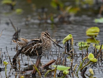 Common Snipe 熊本新港 Mon, 4/22/2024