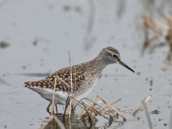 Wood Sandpiper 熊本新港 Mon, 4/22/2024