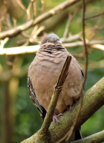 Oriental Turtle Dove Higashitakane Forest park Sat, 12/29/2018