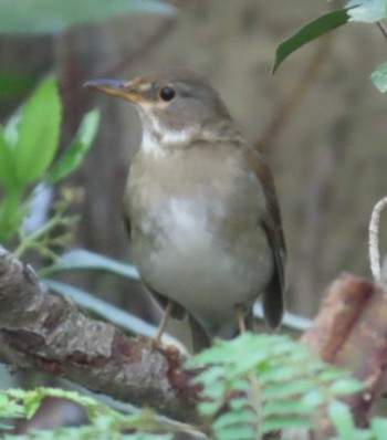 Pale Thrush 権現山(弘法山公園) Sat, 4/20/2024