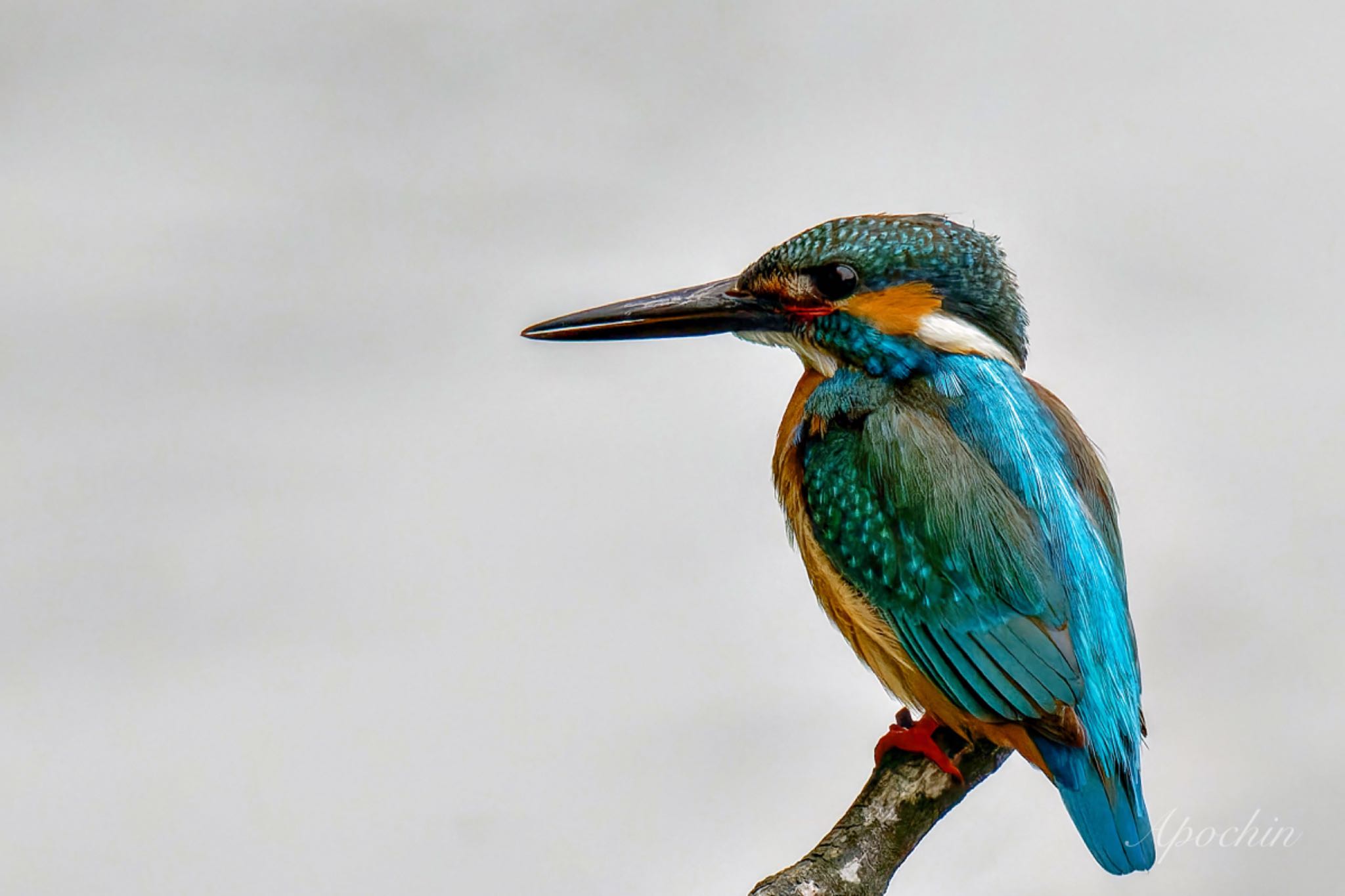Photo of Common Kingfisher at 近所 by アポちん