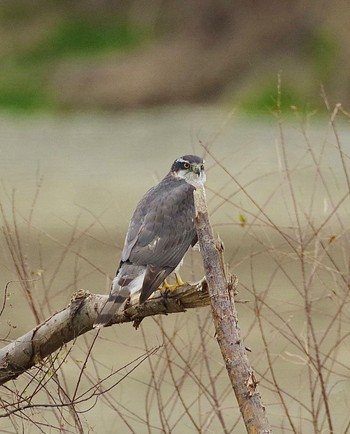 Eurasian Goshawk 多摩川 Fri, 12/31/2021