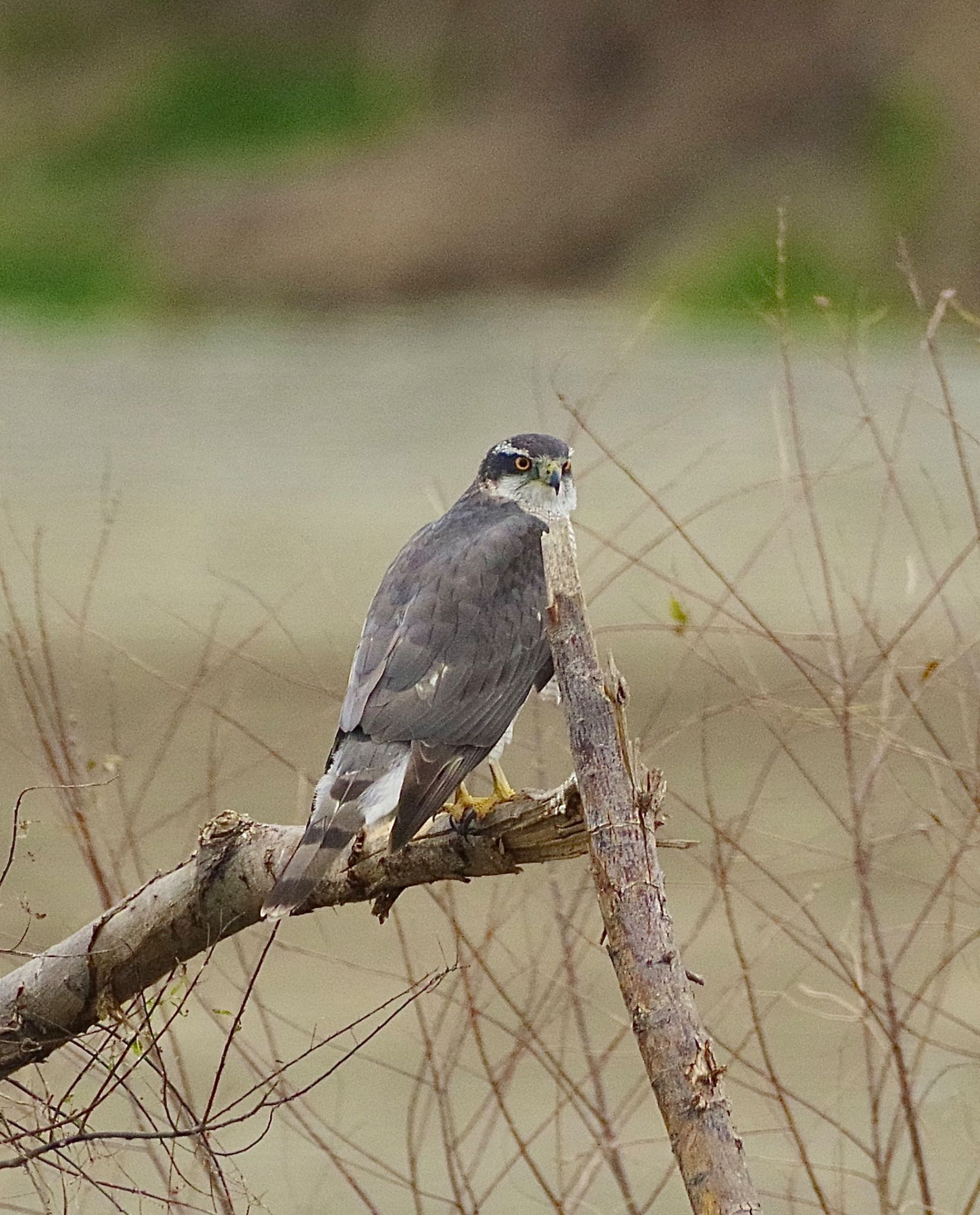 Eurasian Goshawk