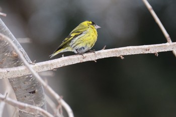 Eurasian Siskin 北海道 Sun, 3/3/2024